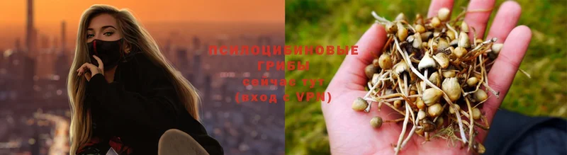 как найти наркотики  Гвардейск  Псилоцибиновые грибы Psilocybe 